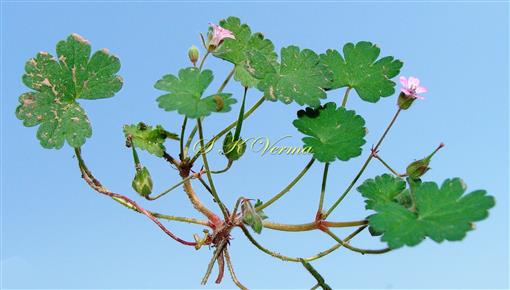  Plant